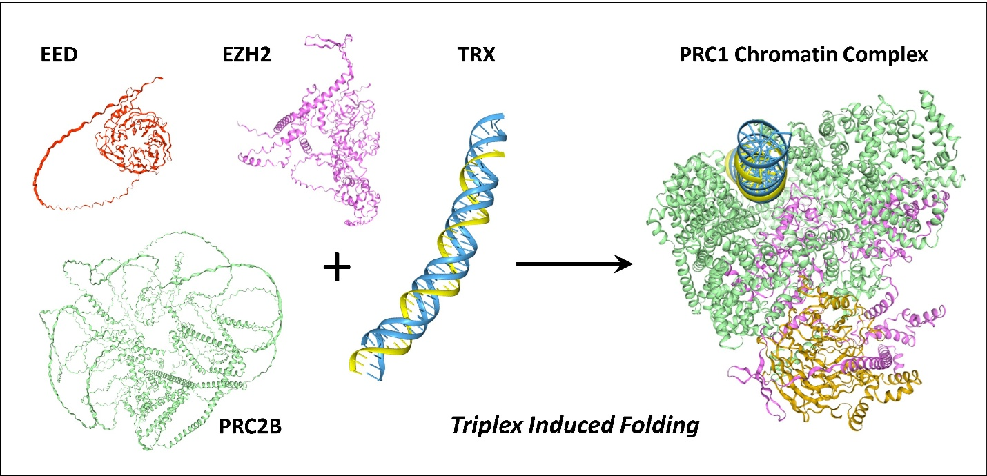 Flipons help Intrinsically Disordered Proteins Fold into Cellular Machines